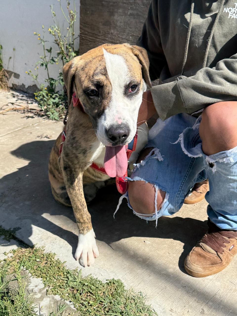 Fortalece Gobierno de la Ciudad el cuidado de las mascotas con Jornadas de Protección Animal